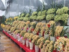 三亚节日花卉消费热潮 订花与礼品花卉销售全攻略