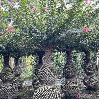 玉嵩园艺 以专业之心，筑绿色之美——优质苗木与礼品花卉全解析