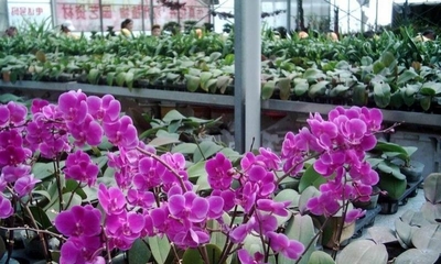 烟台农博园景区 一花一世界，礼品花卉销售点亮旅游新体验