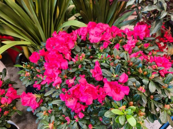 年销花卉为春节“添彩儿”——探访年节礼品花卉市场的繁荣景象