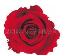 优质玫瑰永恒的馈赠 保鲜花在礼品工艺与养老服务中的多元价值